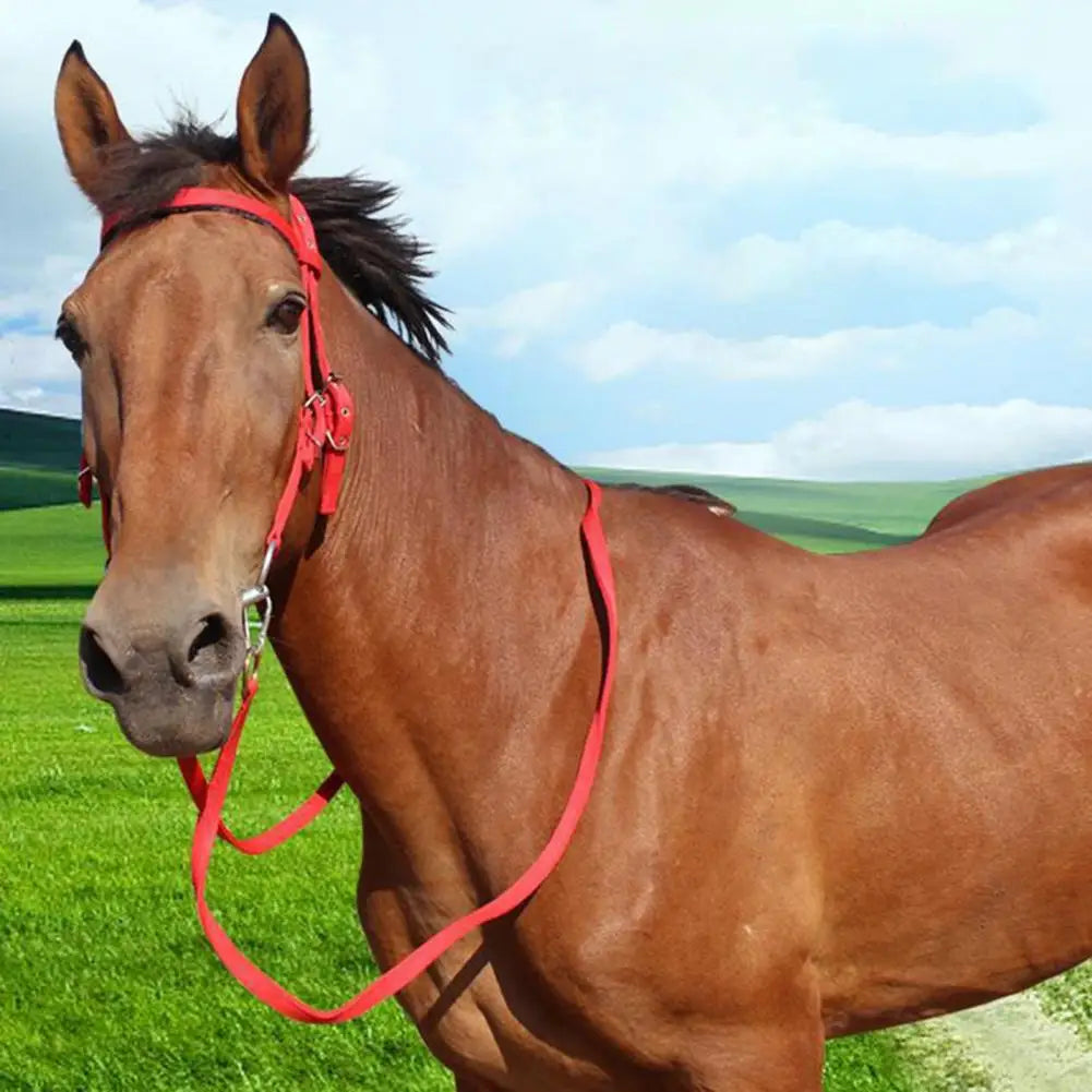 Horse Sweat Scraper Squeegee